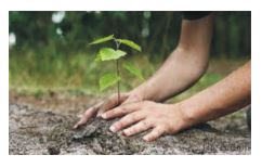 Monsoon Tree Plantation 2024-25